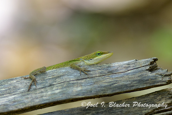 Anole-Is-Ford