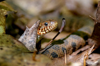 Reptiles & Amphibians