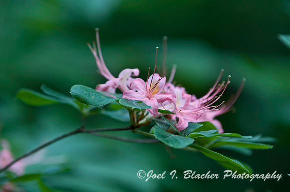 Pink Azalea 1, Big Trees FP