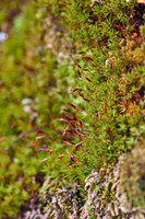 Ferns, Mosses, & Other Woodland Plants