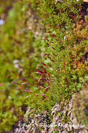 Moss Sporophytes.jpg