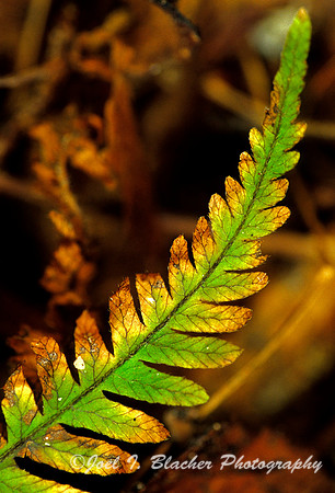 Curving Fern 1.jpg