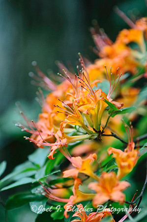 Flame Azalea 1