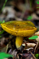 Fungi & Lichen