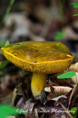 Bolete sp 1.jpg