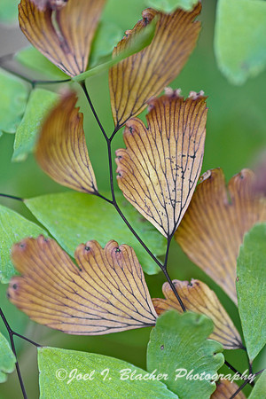 Maidenhair Fern 1, Adiantum sp.jpg