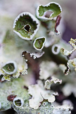 Cup Lichen 2.jpg