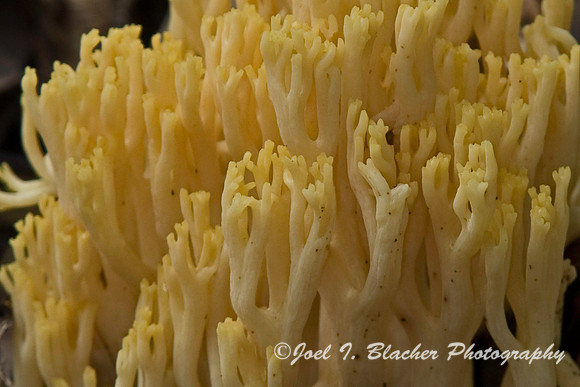 Coral Mushroom, Bear Hair Trail.jpg