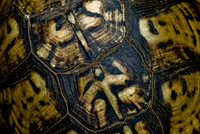 Reptiles & Amphibians