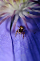 Arachnids, Insects, and Other Inverts