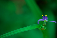Flowers, Grasses, & Bog Plants