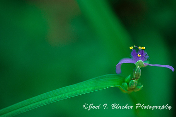 Virginia Spiderwort.jpg