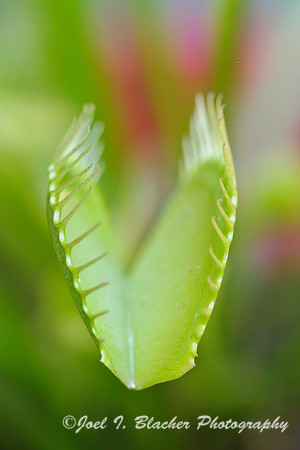Dionea muscipula 4