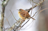 Songbirds