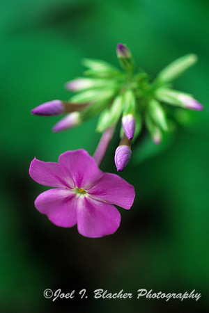 Creeping Phlox.jpg