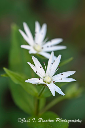 Star Chickweed 3.jpg