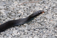 Reptiles & Amphibians