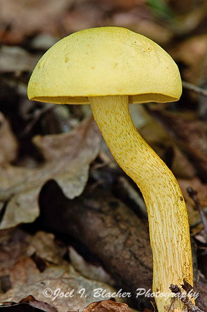 Yellow Bolete.jpg