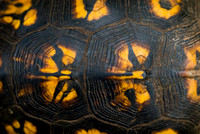 Reptiles & Amphibians