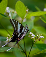 Butterflies and Moths