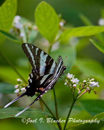 Zebra Swallowtail.jpg