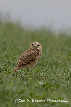 Burrowing-Owl-1-Badlands