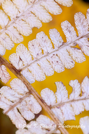 White Fern.jpg