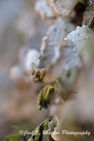 Resurection Fern Abstract.jpg