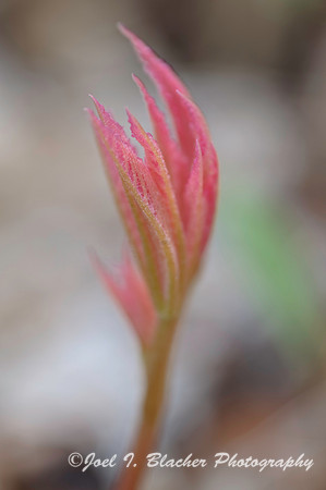 Unknown Species New Growth.jpg