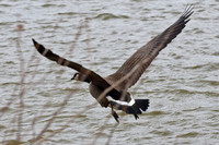 Ducks, Geese, Grebes and related