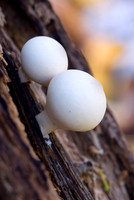 Fungi & Lichen