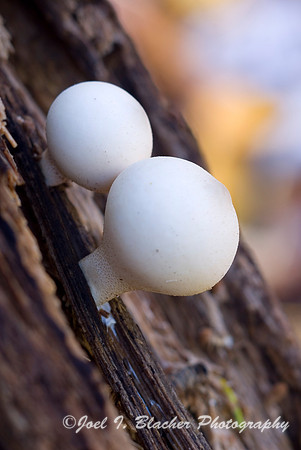 Puffballs.jpg