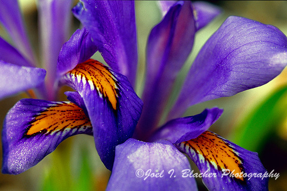 Dwarf Iris.jpg