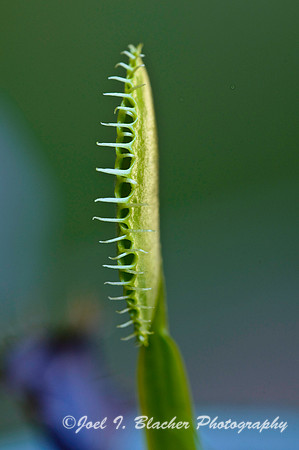Dionea muscipula 1