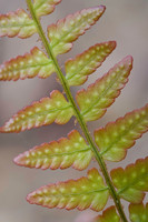 Ferns, Mosses, & Other Woodland Plants