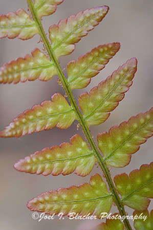 Royal Fern 1.jpg