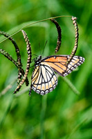 Butterflies and Moths