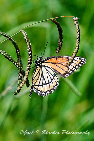Viceroy on Seedhead, Cochran Shoals.jpg