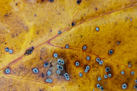 Fall Foliage