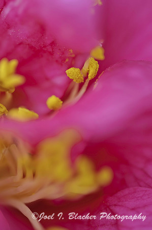 Camellia.jpg