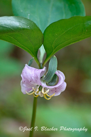 Trillium catesbaei, Gold Branch