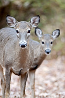 Mammals