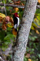 Woodpeckers and Nuthatches