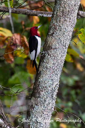 Red Headed Woodpecker-Chattahoochee Upper Morgan Falls
