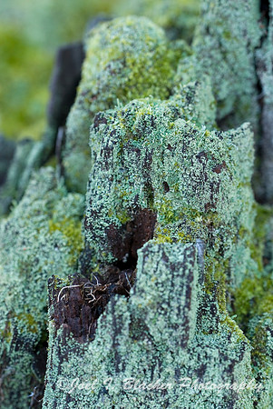 Lichen Covered Tree Stump.jpg