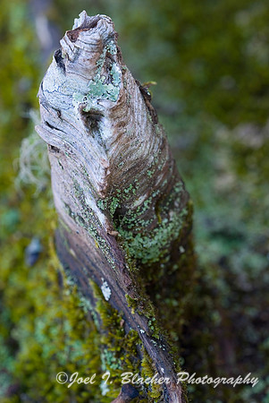 Weathered Tree Stump and Lichen.jpg