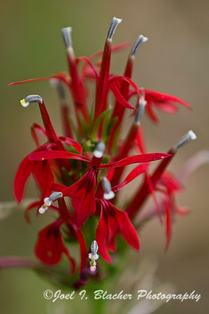 Cardinal Flower.jpg