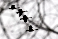 Ducks, Geese, Grebes and related