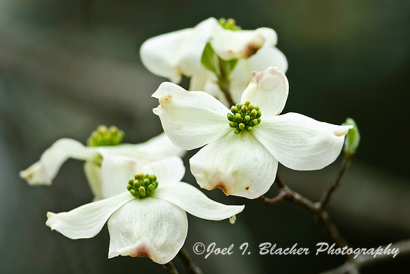 Dogwood Flower Cluster.jpg