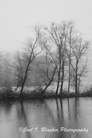Snowy Tree on Chattahoochee.jpg